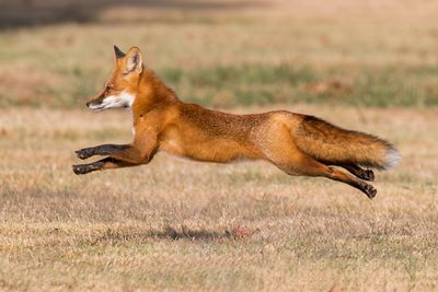 Red Fox