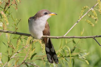 Yellow-billed Cuckoo