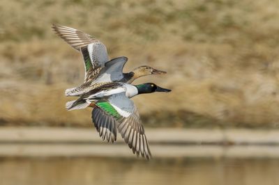 Northern Shoveler