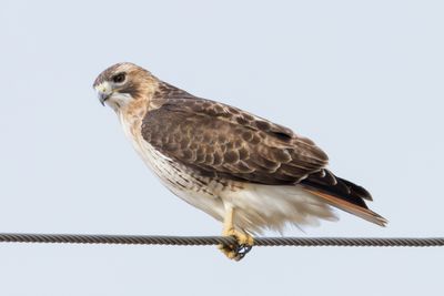 Red-tailed Hawk