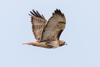 Red-tailed Hawk