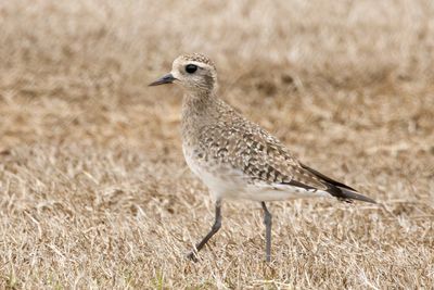 American Golden-Plover