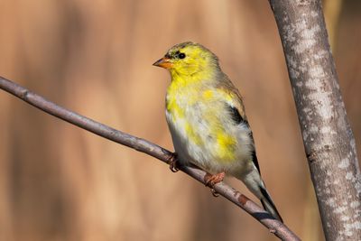 American Goldfinch