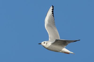 Bonaparte's Gull