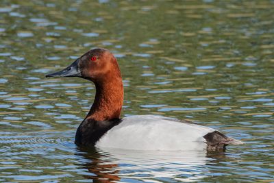 Canvasback