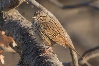 Lincoln's Sparrow