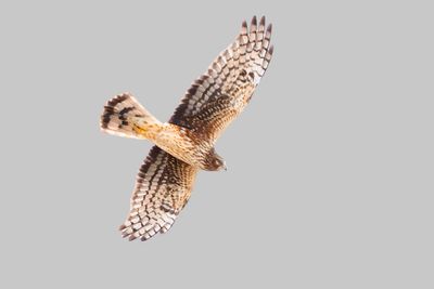 Northern Harrier