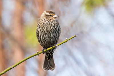 Red-winged Blackbird