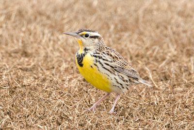 Eastern Meadowlark