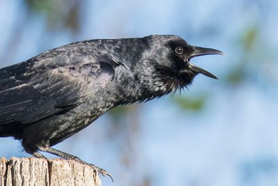 Fish Crow
