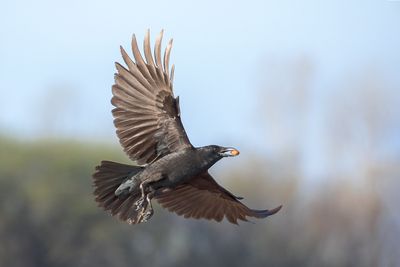 American Crow