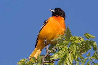 Baltimore Oriole