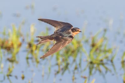 Barn Swallow