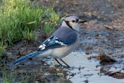 Blue Jay