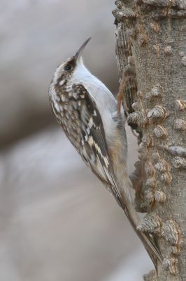 Brown Creeper