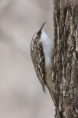 Brown Creeper