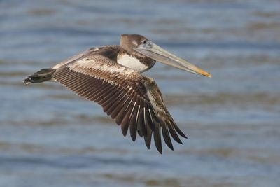 Brown Pelican