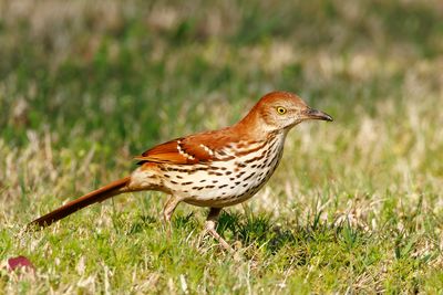 Brown Thrasher