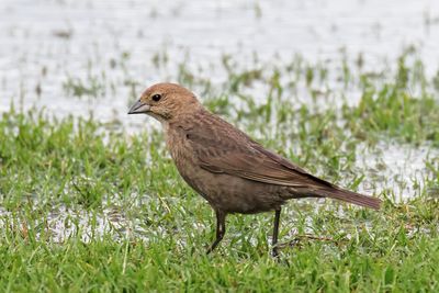 Brown-headed Cowbird