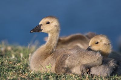 Canada Goose