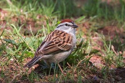 Chipping Sparrow