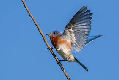 Eastern Bluebird