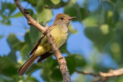 Great Crested Flycatcher