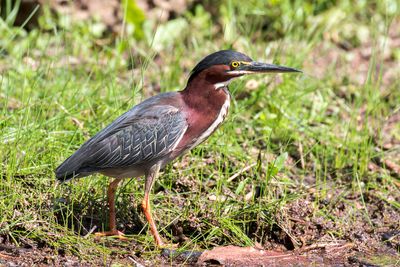 Green Heron