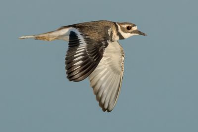 Killdeer