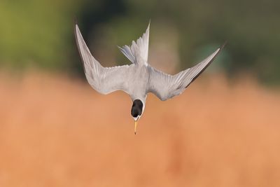 Least Tern