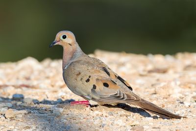 Mourning Dove
