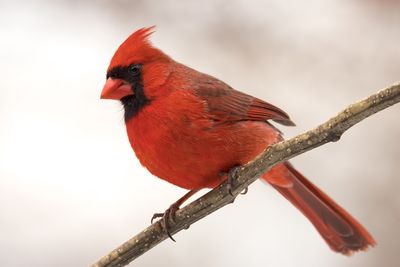 Northern Cardinal