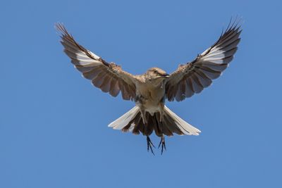 Northern Mockingbird