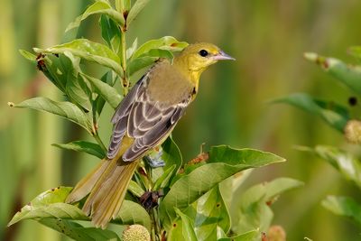 Orchard Oriole
