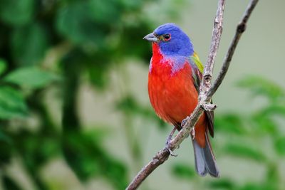 Towhees, Sparrows, Grosbeaks, Tanagers, Buntings & Dickcissel