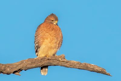 Red-shouldered Hawek