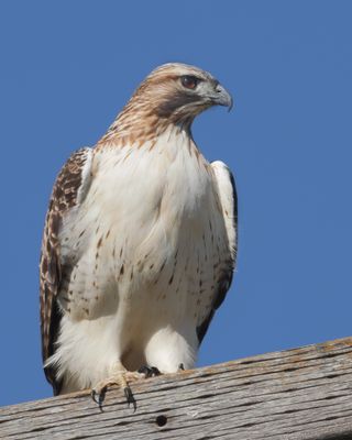 Red-tailed Hawk