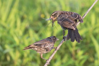 Red-winged Blackbird