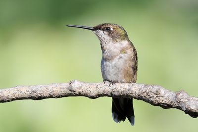 Ruby-throated Hummingbird