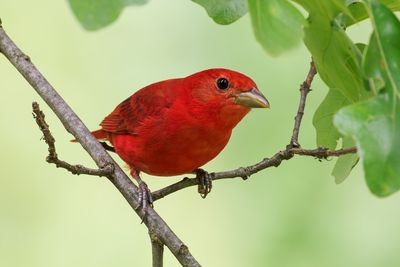 Summer Tanager