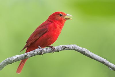 Summer Tanager