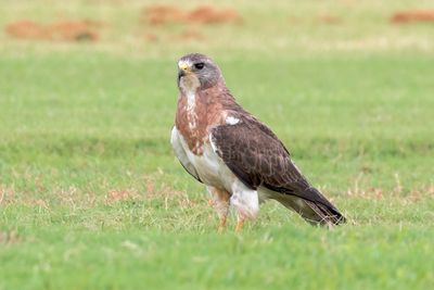 Swainson's Hawk