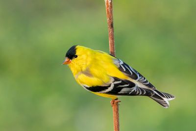 American Goldfinch