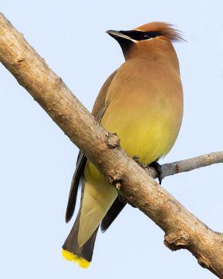 Cedar Waxwing