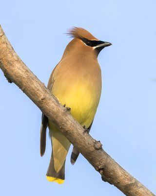 Cedar Waxwing