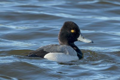 Lesser Scaup