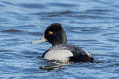 Lesser Scaup