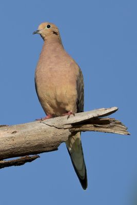 Mourning Dove