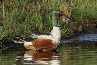 Northern Shoveler