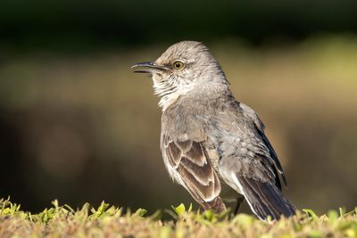 Northern Mockingbird